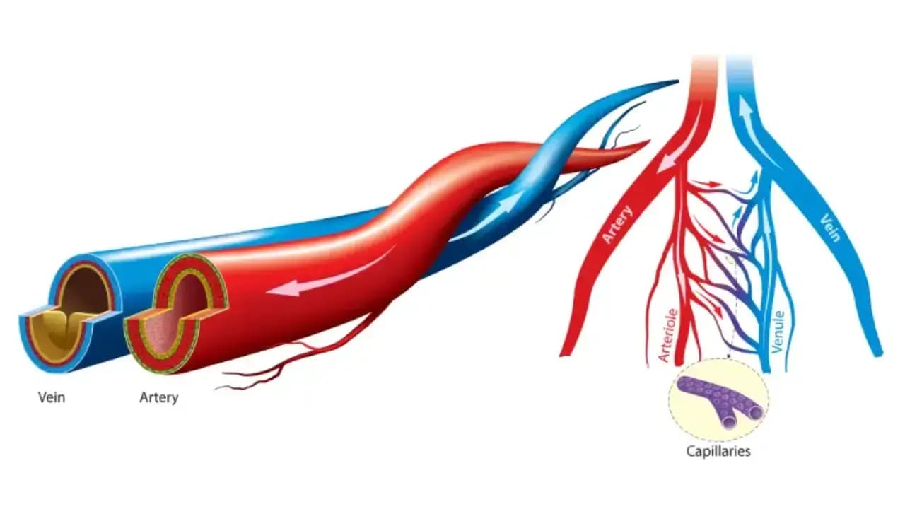 VascularCare1